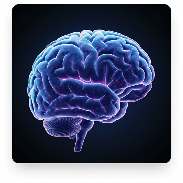 Neural Plasticity Brain